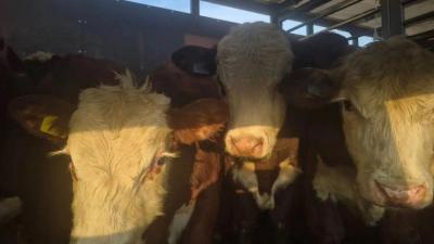 В Саратове задержали незаконно привезенных из Волгограда коров