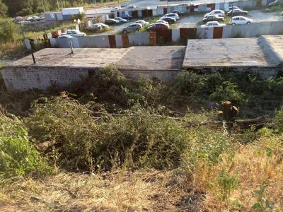 Неизвестные за сутки спилили в Заводском районе целую рощу (ФОТО)