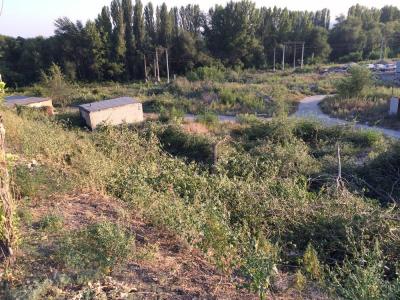 Неизвестные за сутки спилили в Заводском районе целую рощу (ФОТО)