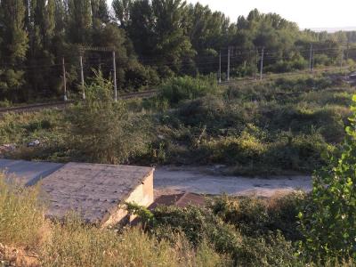 Неизвестные за сутки спилили в Заводском районе целую рощу (ФОТО)