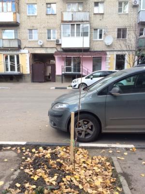 В Саратове за последние дни посажено несколько тысяч деревьев