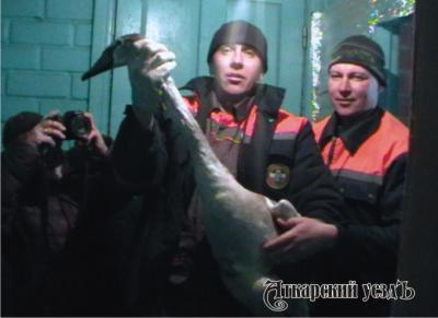 Аткарские спасатели два часа боролись за жизнь лебединой пары на замерзшем озере