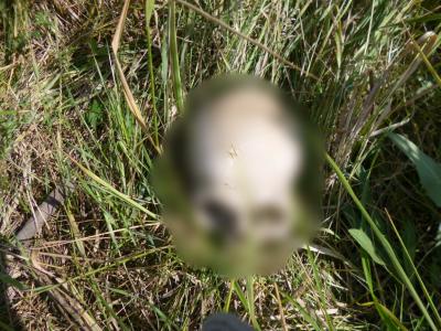 В Аткарском районе тракторист нашел в поле скелет человека