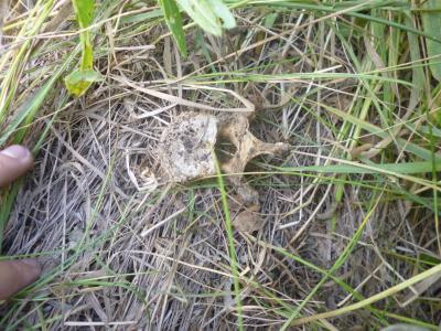 В Аткарском районе тракторист нашел в поле скелет человека